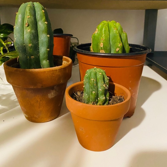 San Pedro cactus cuttings (large)- 2